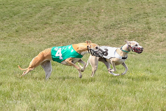 Program 4 Race 1, Denim Strummer Quinni Fia Bentley Bumble-3931