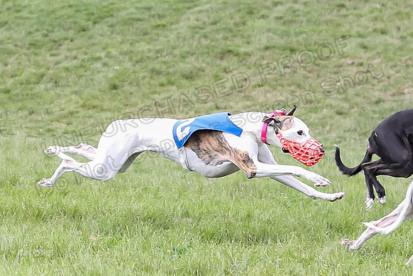 Program 4 Race 4, Bandit Gambit Amp Serena WillowF Raz-3997-2
