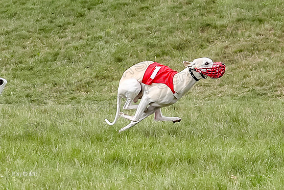 Program 4 Race 5, Devo Oscar Blaze Riley Jimmy Ringo-4021-2