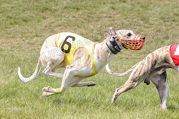 Program 4 Race 1, Denim Strummer Quinni Fia Bentley Bumble-3928-3
