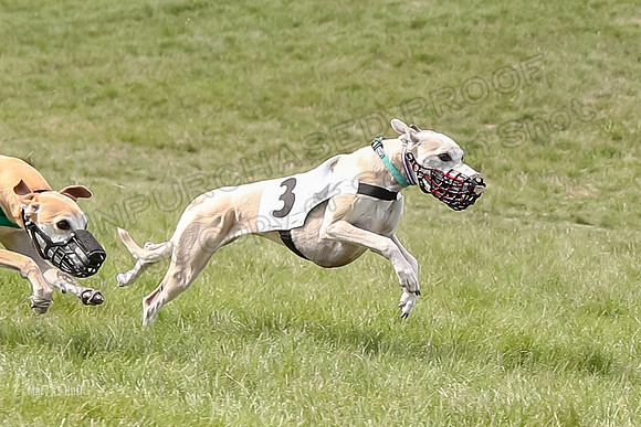 Program 4 Race 1, Denim Strummer Quinni Fia Bentley Bumble-3928-2