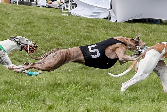 Program 4 Race 2, Zen Jett Digger Stella Tie-Dye Ace-3959