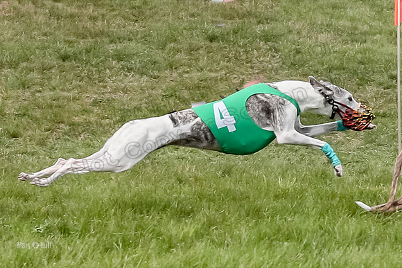 Program 4 Race 2, Zen Jett Digger Stella Tie-Dye Ace-3958