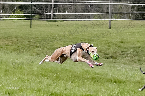Program 4 Race 6, Bogie Ready Marty Sneakers Chip Lola-4039