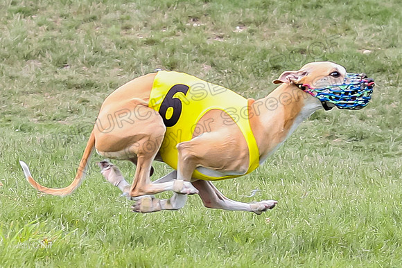 Program 4 Race 4, Bandit Gambit Amp Serena WillowF Raz-4001