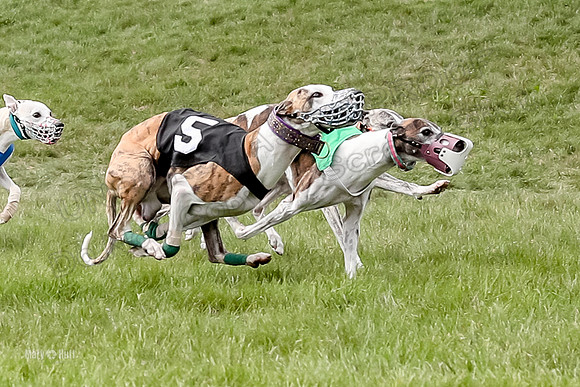 Program 4 Race 5, Devo Oscar Blaze Riley Jimmy Ringo-4021