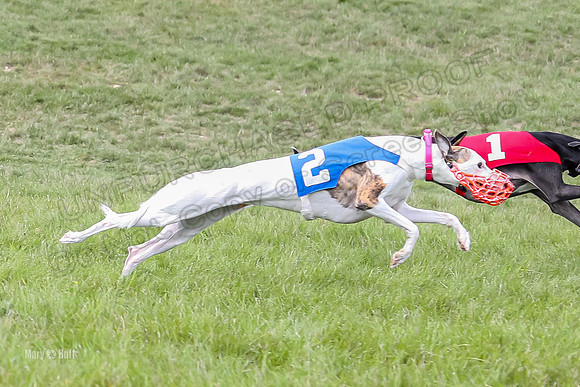 Program 4 Race 4, Bandit Gambit Amp Serena WillowF Raz-4000