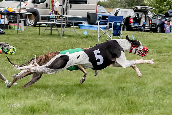 Program 4 Race 9, Halford SweetNLow Janey Cheers Bindi-4104