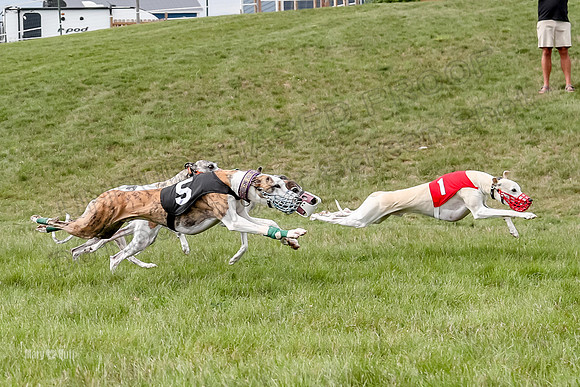 Program 4 Race 5, Devo Oscar Blaze Riley Jimmy Ringo-4023