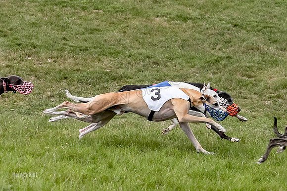 Program 4 Race 6, Bogie Ready Marty Sneakers Chip Lola-4048