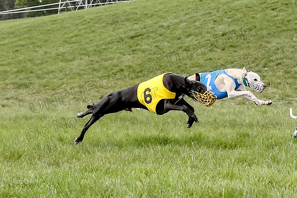Program 4 Race 5, Devo Oscar Blaze Riley Jimmy Ringo-4022
