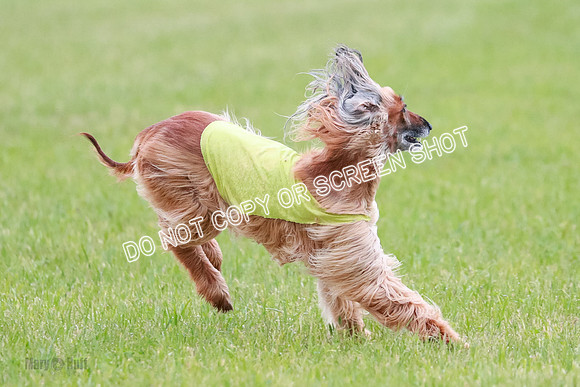 C Prelim Vet Brienne Tango-0427