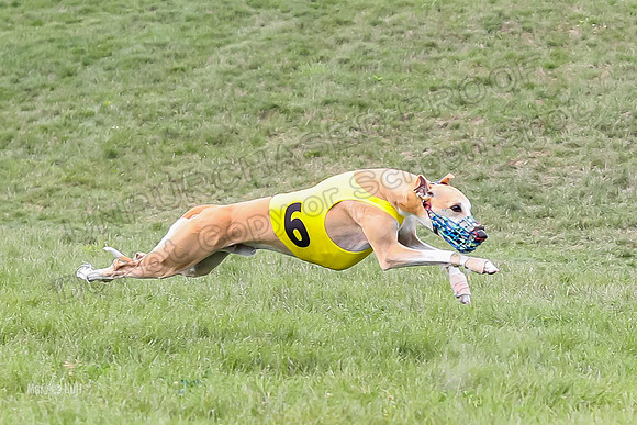 Program 4 Race 4, Bandit Gambit Amp Serena WillowF Raz-3999