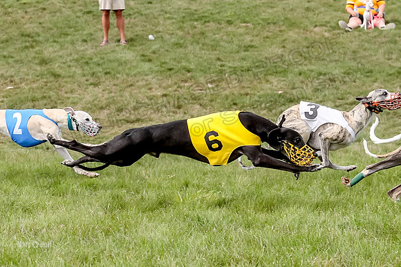 Program 4 Race 5, Devo Oscar Blaze Riley Jimmy Ringo-4026