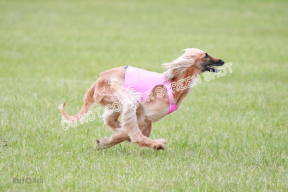 C Prelim Vet Brienne Tango-0433
