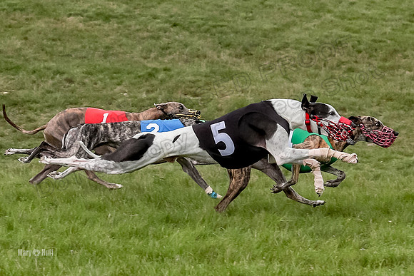 Program 4 Race 9, Halford SweetNLow Janey Cheers Bindi-4100