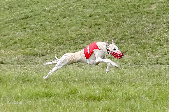 Program 4 Race 5, Devo Oscar Blaze Riley Jimmy Ringo-4019