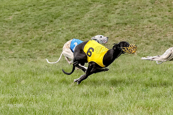 Program 4 Race 5, Devo Oscar Blaze Riley Jimmy Ringo-4024