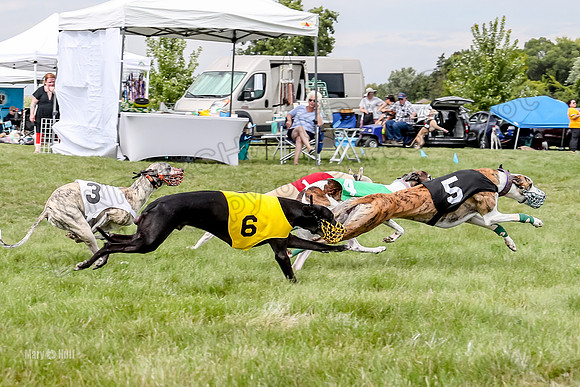 Program 4 Race 5, Devo Oscar Blaze Riley Jimmy Ringo-4030