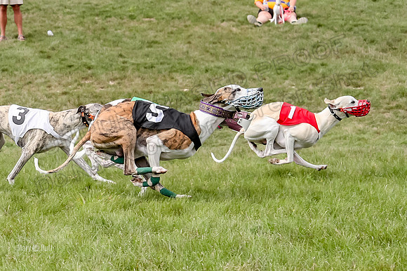 Program 4 Race 5, Devo Oscar Blaze Riley Jimmy Ringo-4025