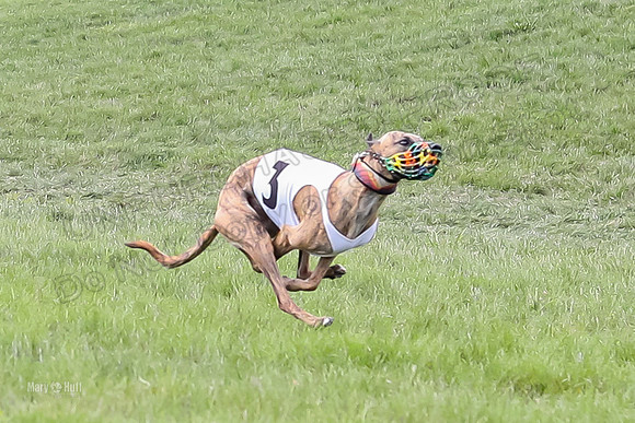 Program 4 Race 4, Bandit Gambit Amp Serena WillowF Raz-3990-2
