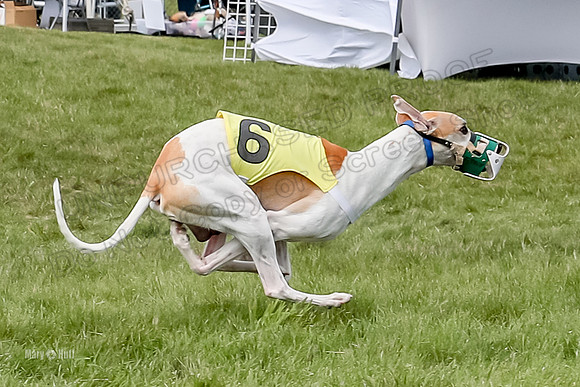 Program 4 Race 2, Zen Jett Digger Stella Tie-Dye Ace-3957