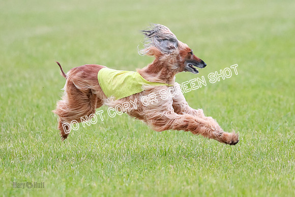 C Prelim Vet Brienne Tango-0426