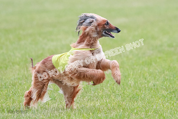 C Prelim Vet Brienne Tango-0424