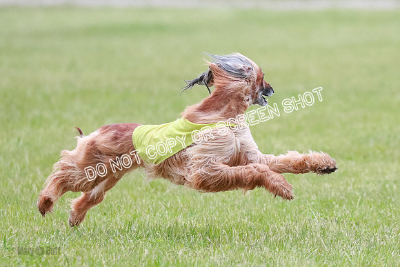 C Prelim Vet Brienne Tango-0419