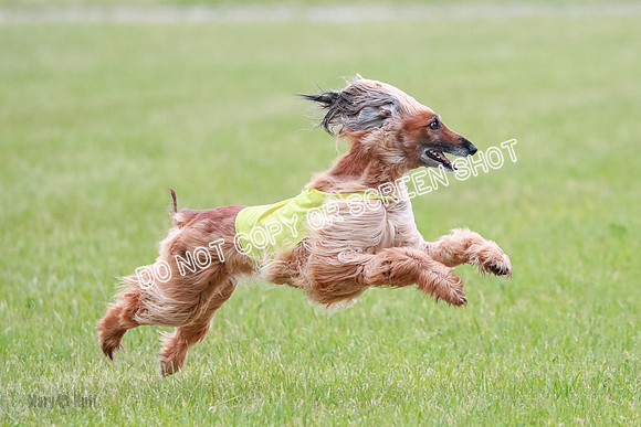 C Prelim Vet Brienne Tango-0425