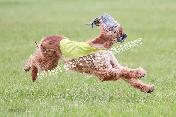 C Prelim Vet Brienne Tango-0420