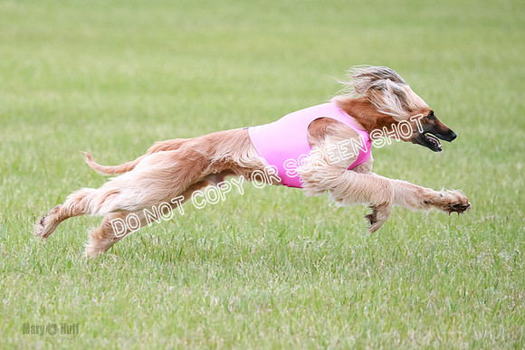 C Prelim Vet Brienne Tango-0435