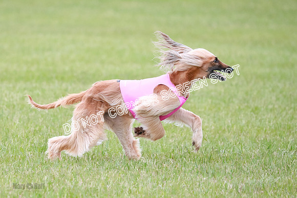 C Prelim Vet Brienne Tango-0434