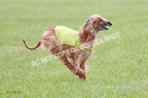 C Prelim Vet Brienne Tango-0422