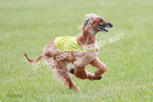 C Prelim Vet Brienne Tango-0423
