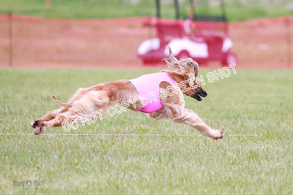 C Prelim Vet Brienne Tango-0450