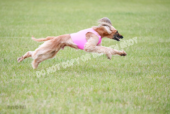 C Prelim Vet Brienne Tango-0440