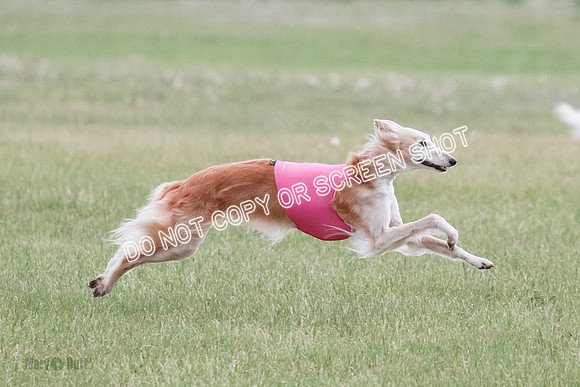 B Prelim Fch 1 Chyna Possum-0660