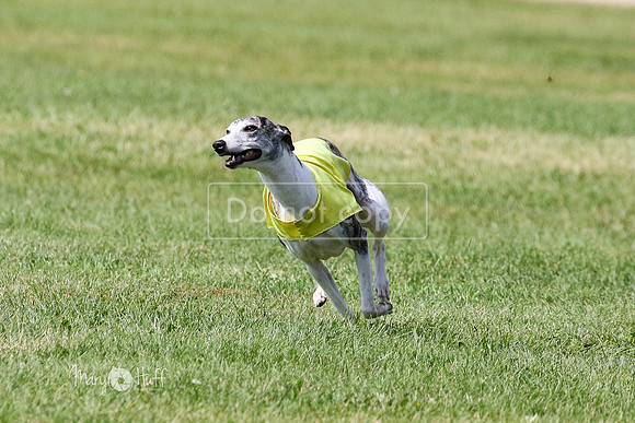 MCH72953 Ripples, Cookie, Pearl