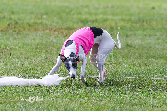 MCH72963 Ripples, Cookie, Pearl