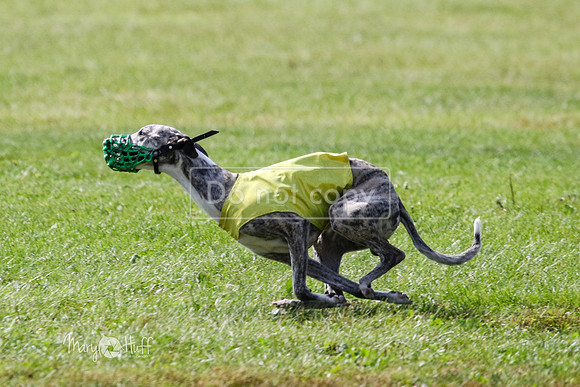 MCH72972  Chip, Blaze