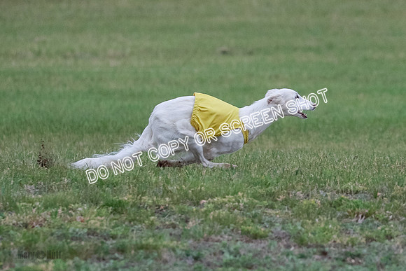B Prelim Fch 1 Chyna Possum-0708