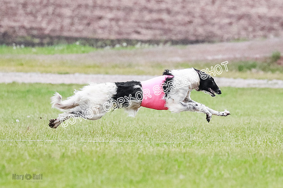 A Prelim Open Siona Bear-0825