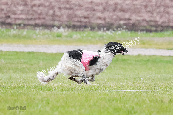 A Prelim Open Siona Bear-0823