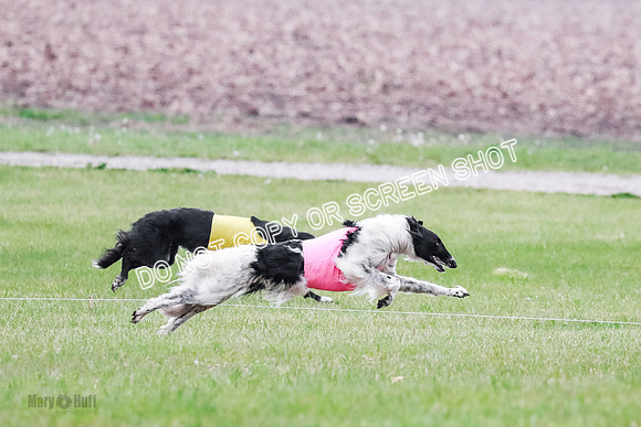 A Prelim Open Siona Bear-0820