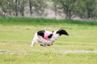 A Prelim Open Siona Bear-0828