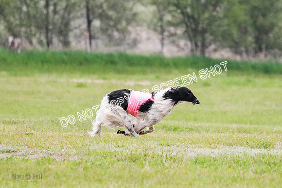 A Prelim Open Siona Bear-0828