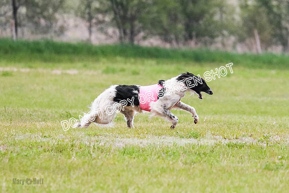 A Prelim Open Siona Bear-0829