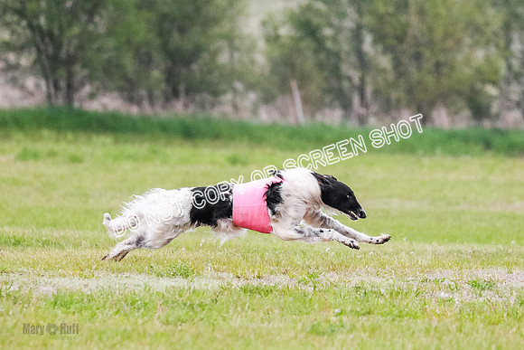 A Prelim Open Siona Bear-0830
