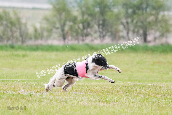A Prelim Open Siona Bear-0834